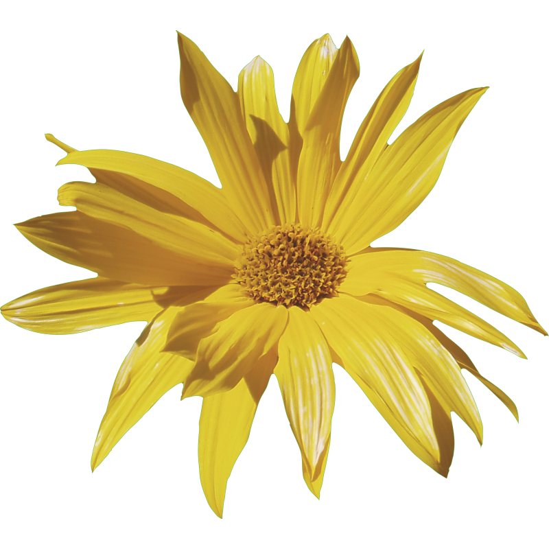 Fleur Jaune