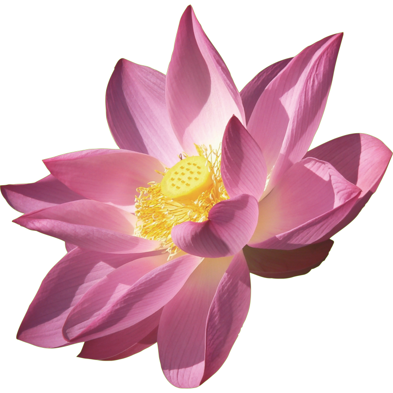 Fleur Rose