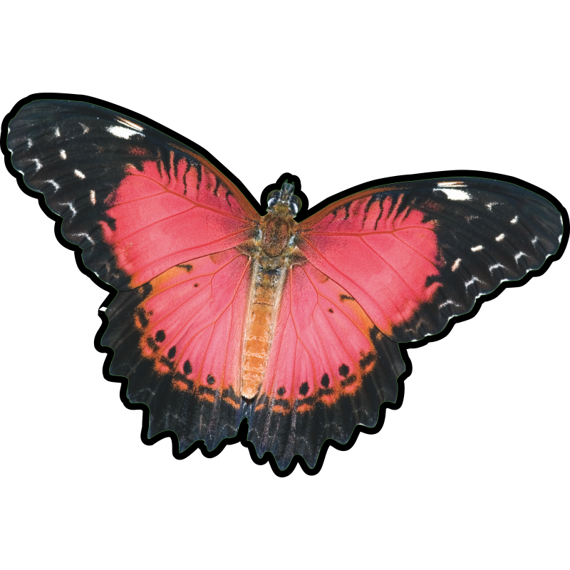 Papillon