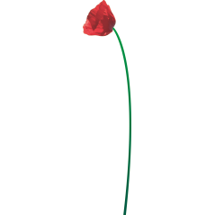 Coquelicot