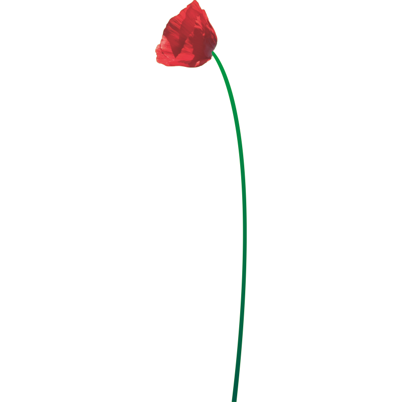 Coquelicot