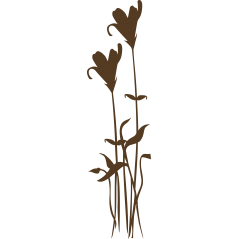 Fleur