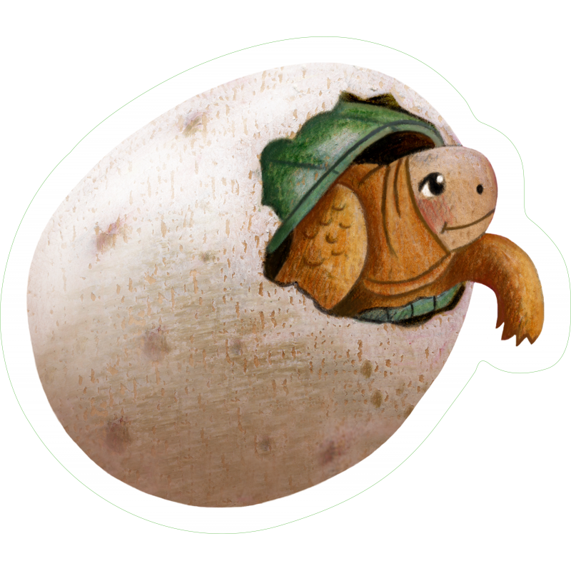 U1 Oeuf Tortue