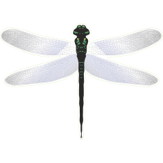 Libellule