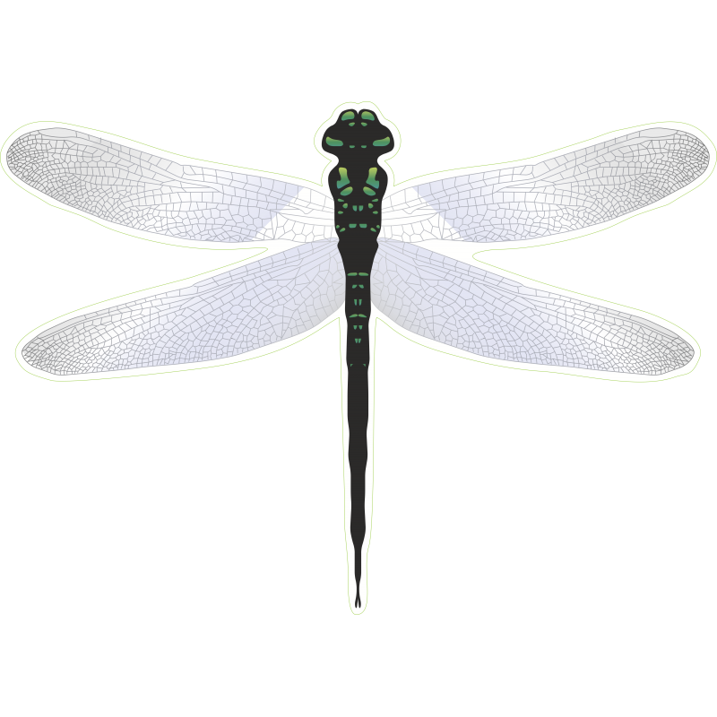 Libellule