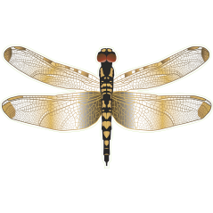 Libellule