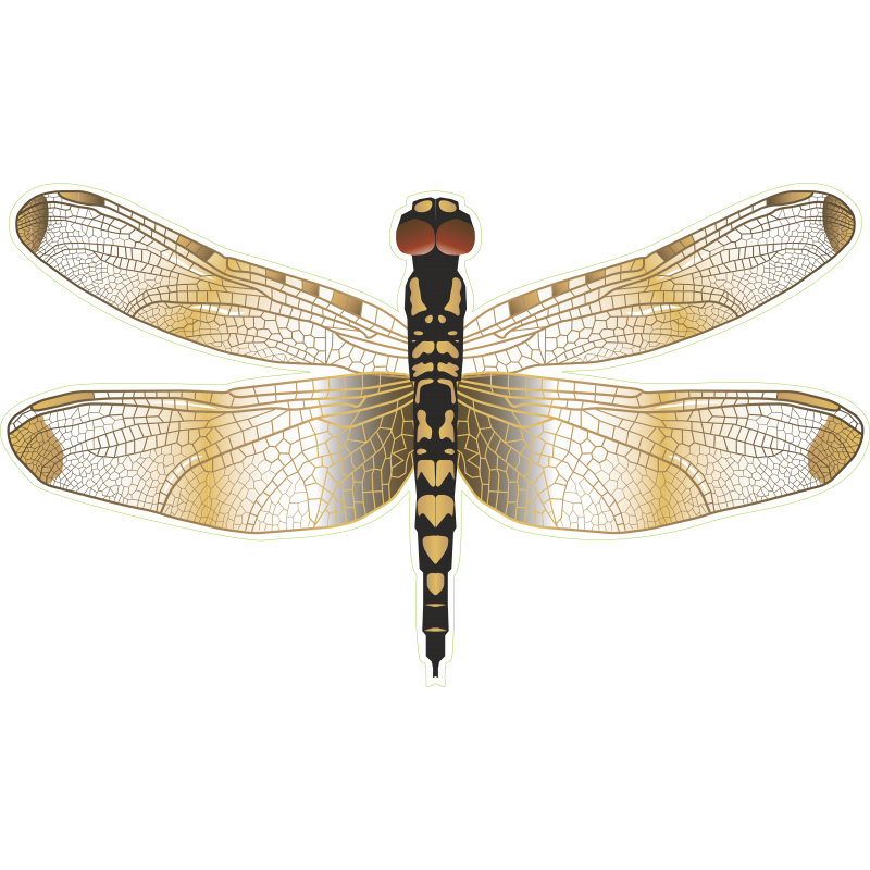 Libellule