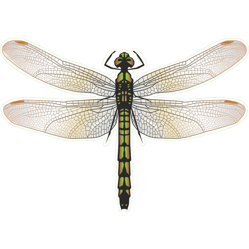 Libellule