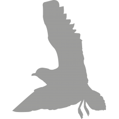 Oiseau