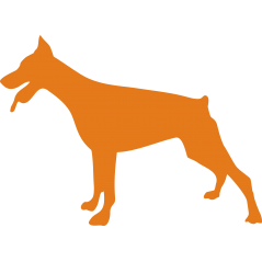 Dobermann