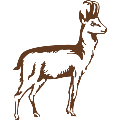 Chamois