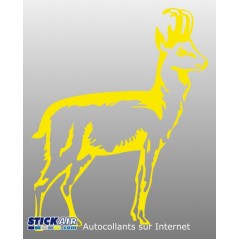 Chamois