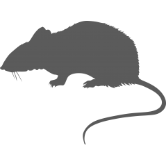 Rat