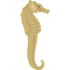 Hippocampe