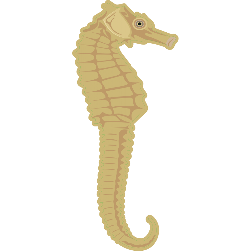 Hippocampe