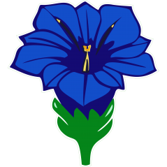 Gentiane
