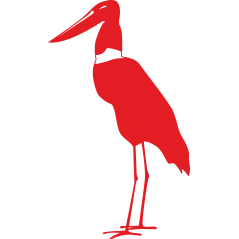 Jabiru